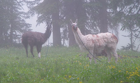 3914LlamasInTheMist